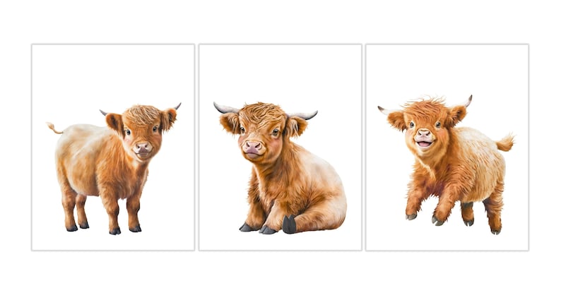 May include: Three illustrations of Highland cattle, each with a different expression. The first is standing, the second is sitting, and the third is running. All three are brown and white with fluffy fur.