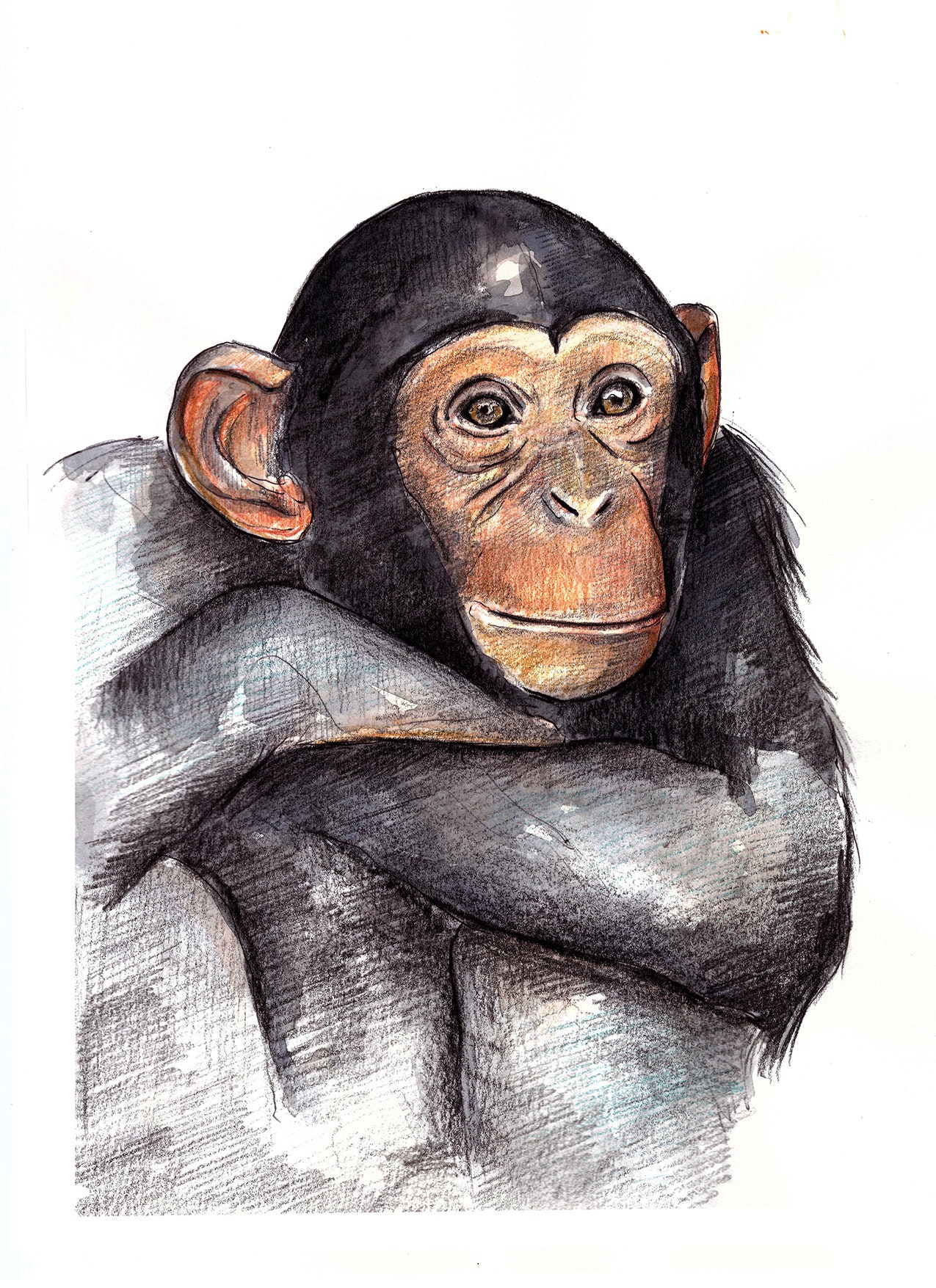 Chimpanzee ORIGINAL ILLUSTRATION A4 watercolor or A5 A4 or Etsy