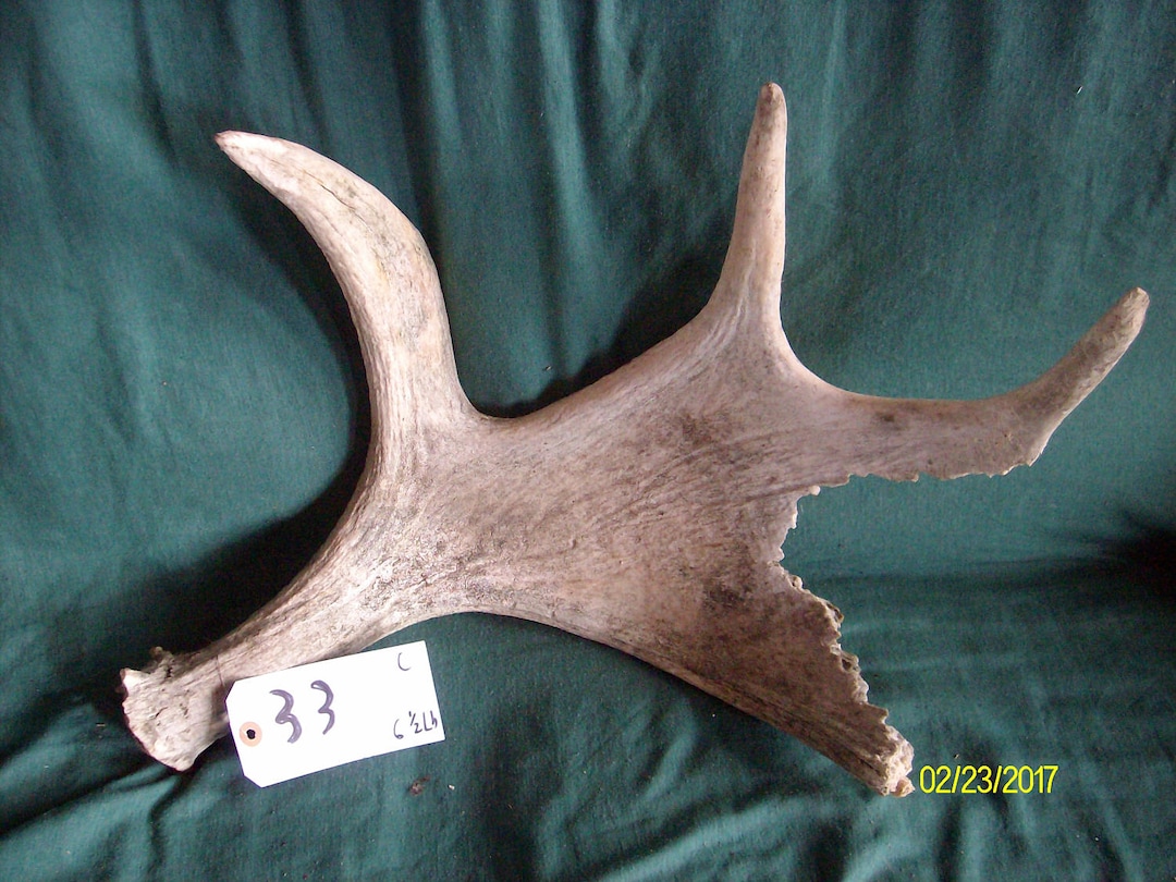 Natural Maine Moose Antler Etsy