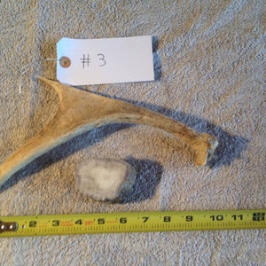 All Natural Moose Antler Doggie Chew Treat