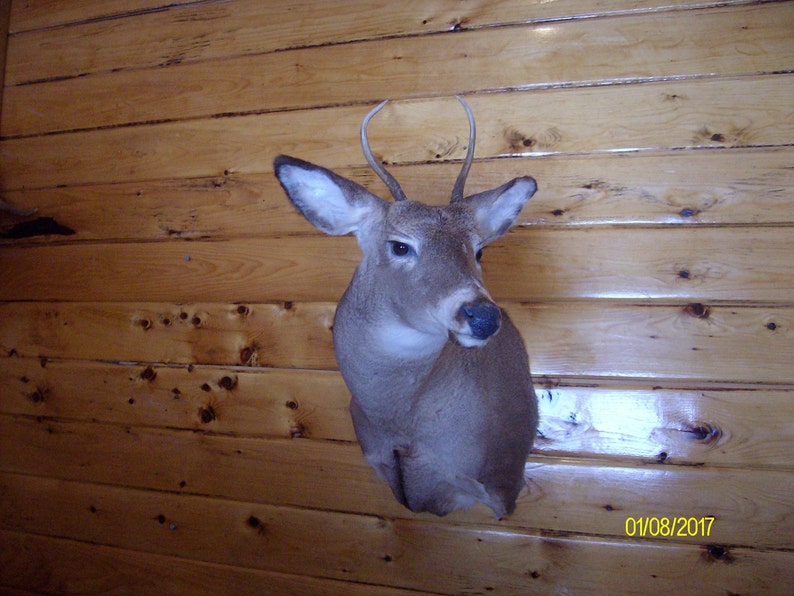 Northern Maine Buck Mount