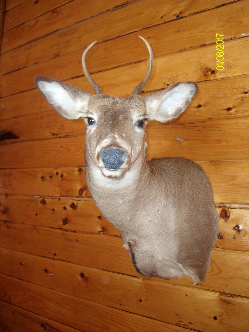 Northern Maine Buck Mount