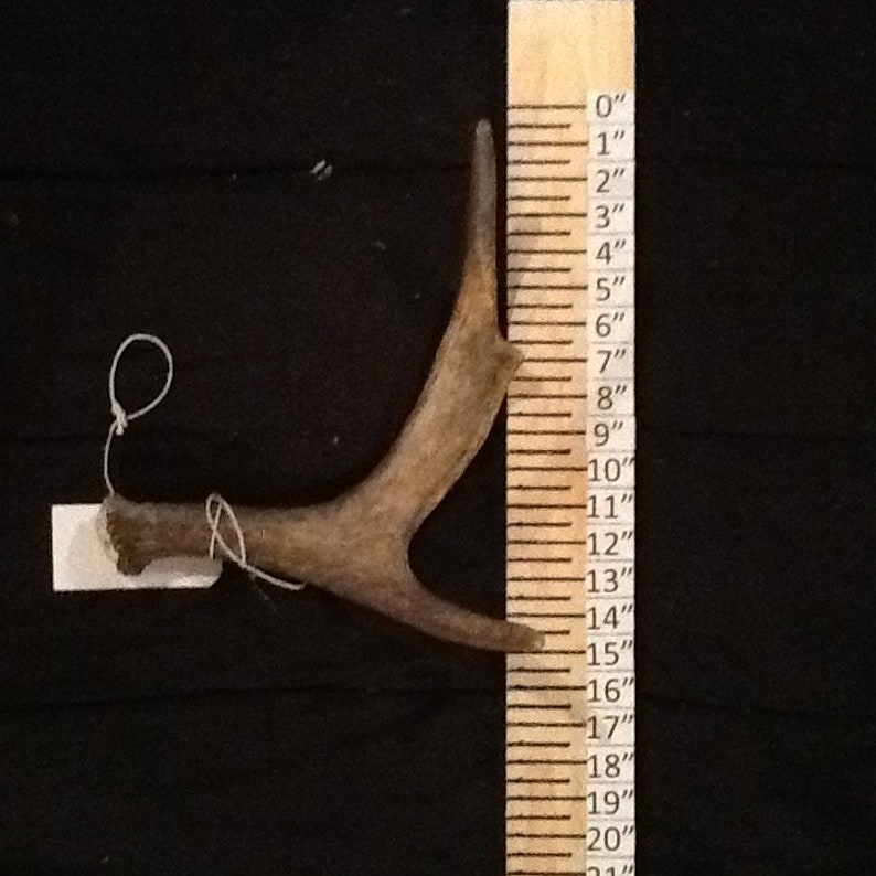 Natural Maine Moose Antler Etsy