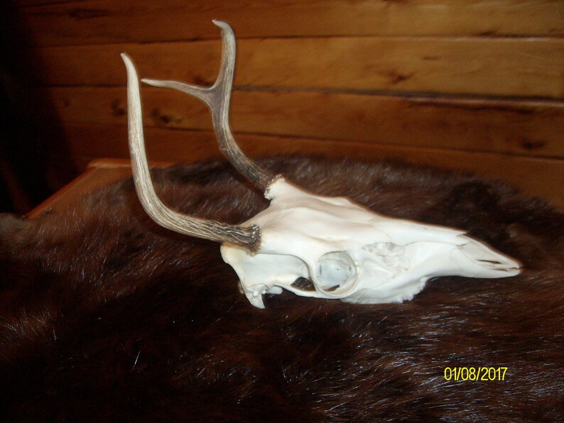 Bleached Deer Skull With Antlers Etsy