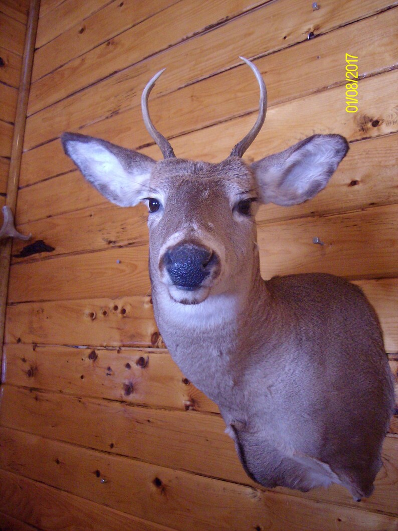 Northern Maine Buck Mount