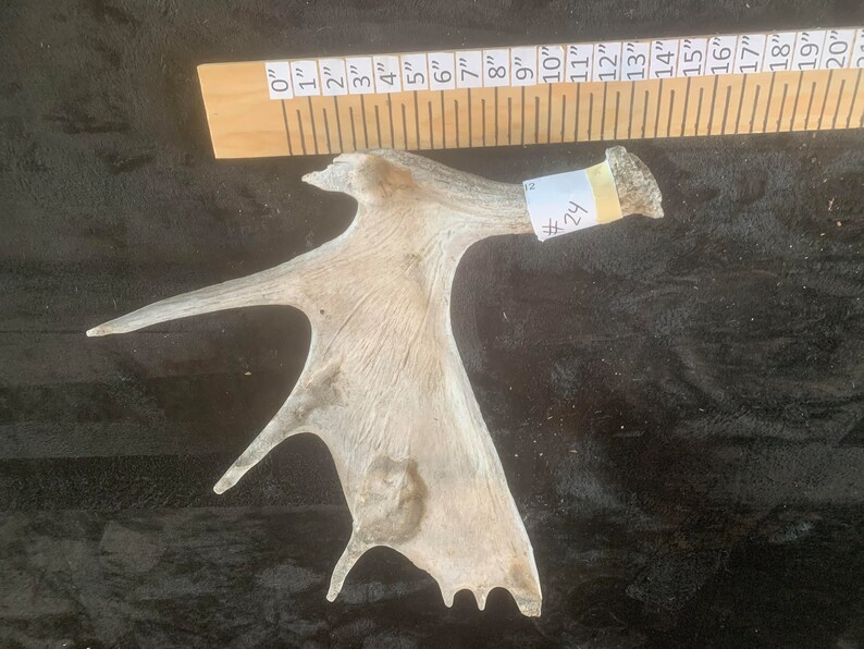 Maine Moose Antler - Etsy