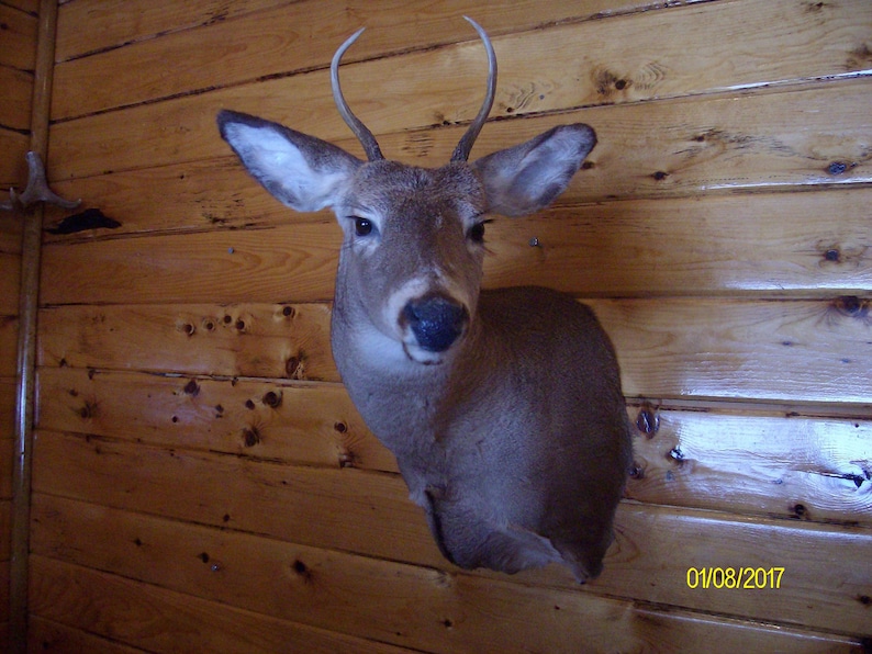 Northern Maine Buck Mount