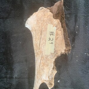 May include: A piece of weathered wood with a light brown color and a rough texture. The wood has a unique shape with a curved section and a pointed edge. A piece of tape with the number "#29" is attached to the wood.