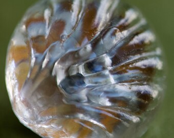 Shell Paper Back