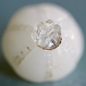 May include: A white glass bottle stopper with a clear glass top. The top has a textured design that resembles a flower.
