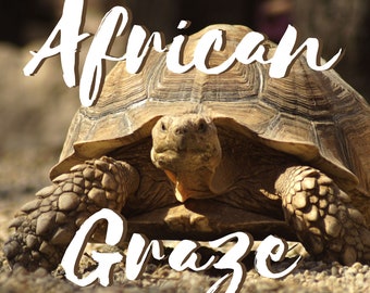 2oz African Graze Tortoise Supplement  Sulcata Tortoise Leopard Tortoise