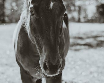 Black and White Horse Portrait