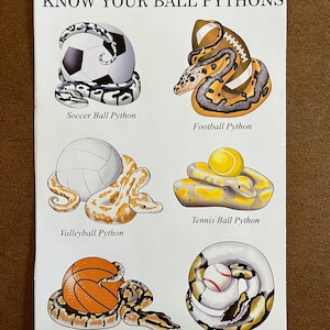 Know Your Ball Pythons Sticker Set