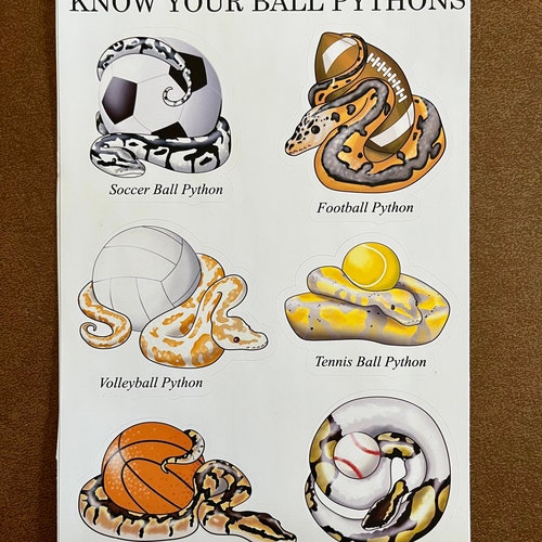 Know Your Ball Pythons Sticker Set - Etsy