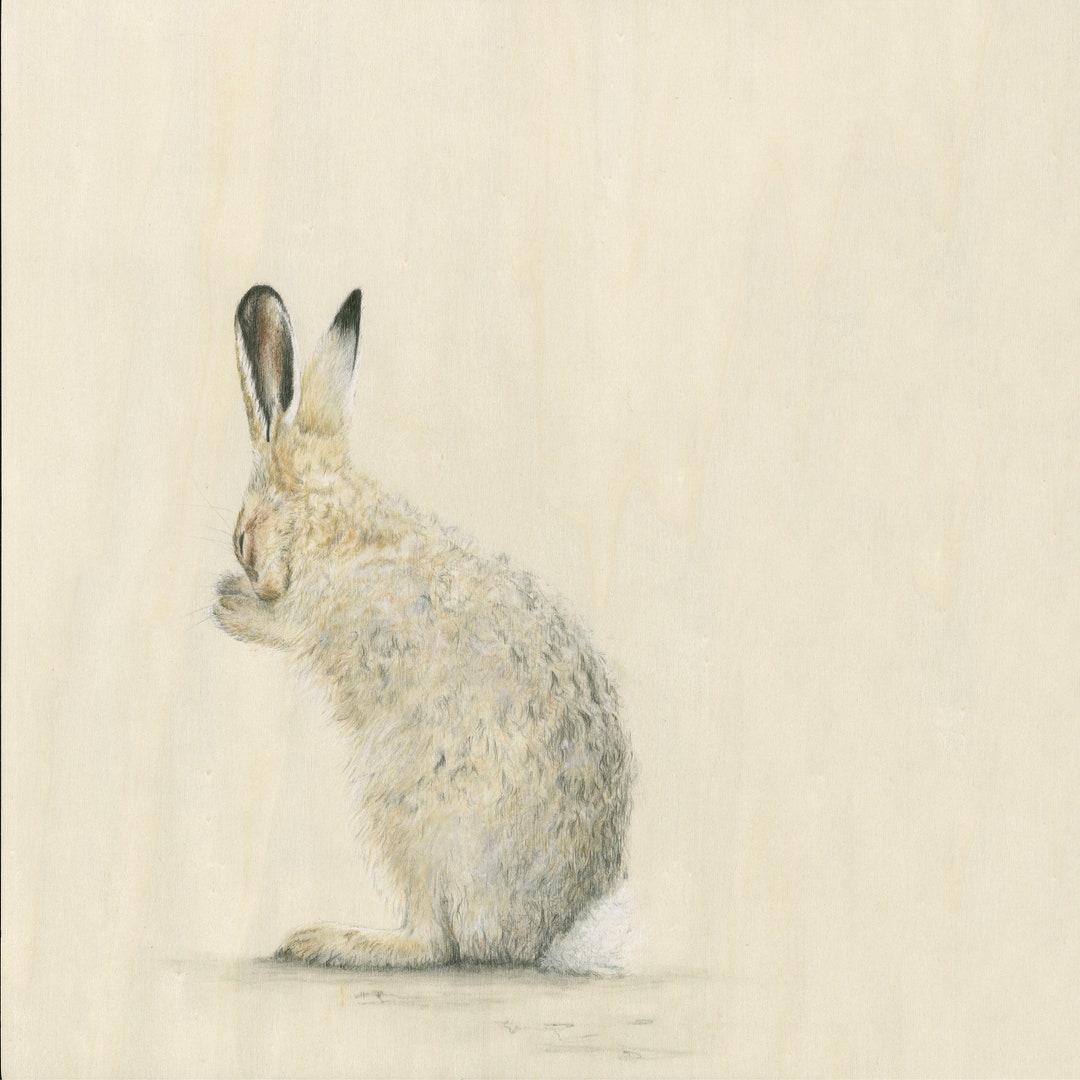 Fluffy Bunny Cute Hare Washing Rabbit Furry Soft Long Ears Fine Art ...