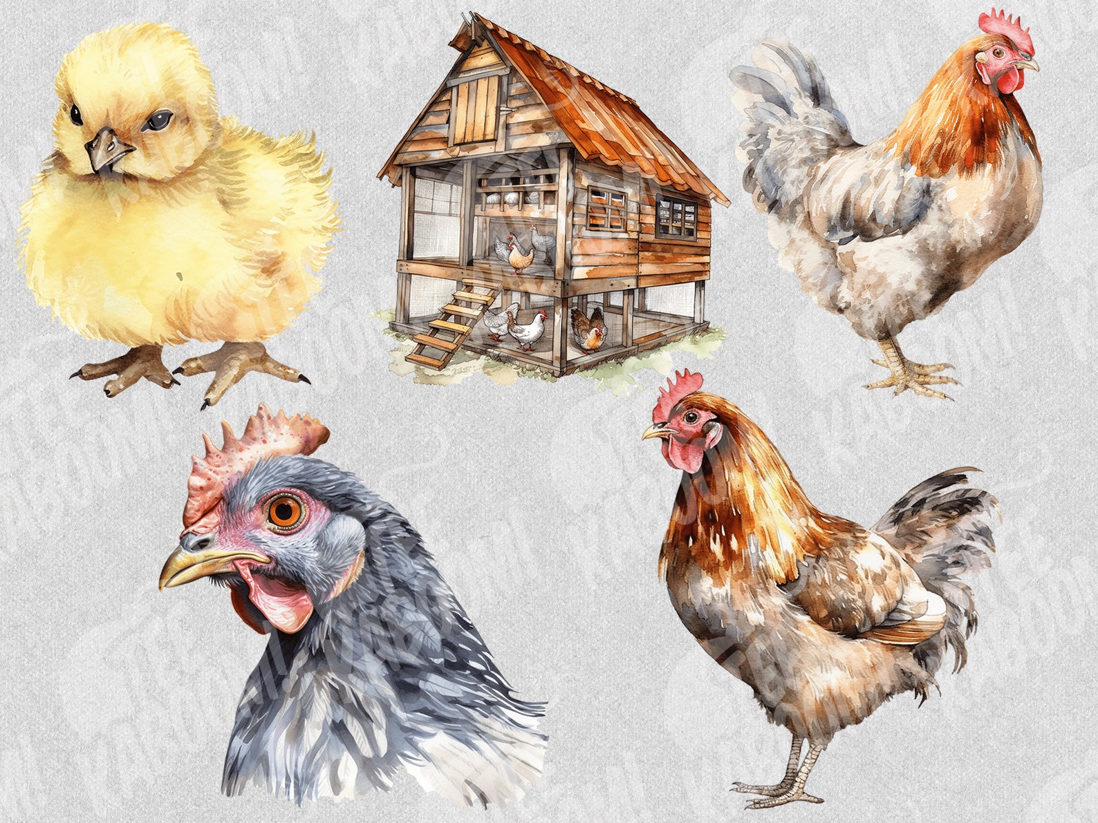 Watercolor Chicken Clipart Chicken PNG Bundle on Transparent Background ...