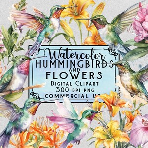 Aquarell Kolibri Clipart Kolibri PNG 35 Elemente Bundle Auf Transparenten Hintergrund Kommerzielle Nutzung