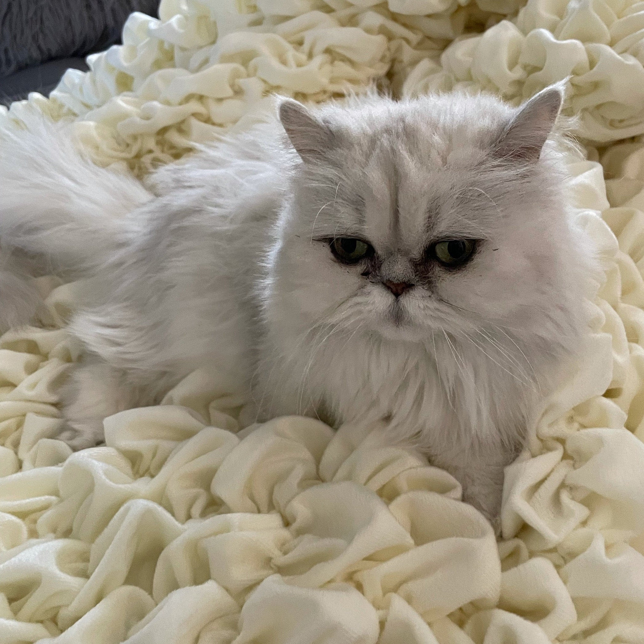 Albrea Fluffy Calming Warm Soft Cat Blanket. 2 Sizes Etsy