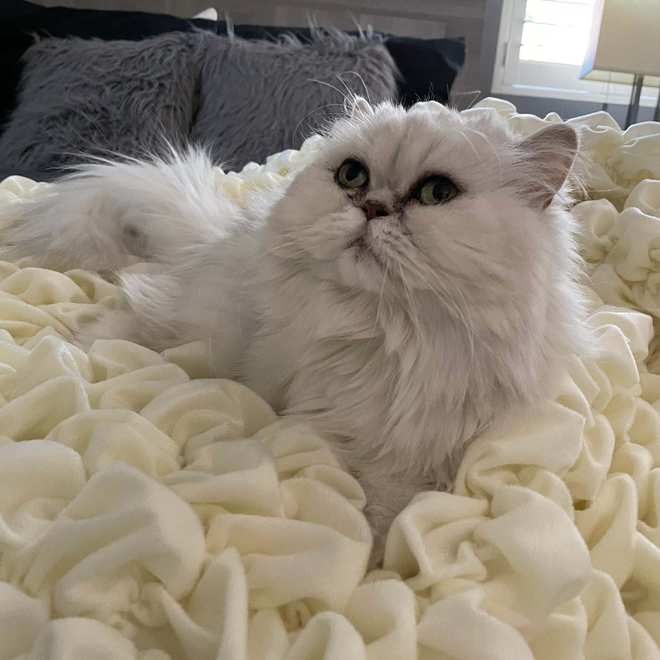 Albrea Fluffy Calming Warm Soft Cat Blanket. 2 Sizes Etsy