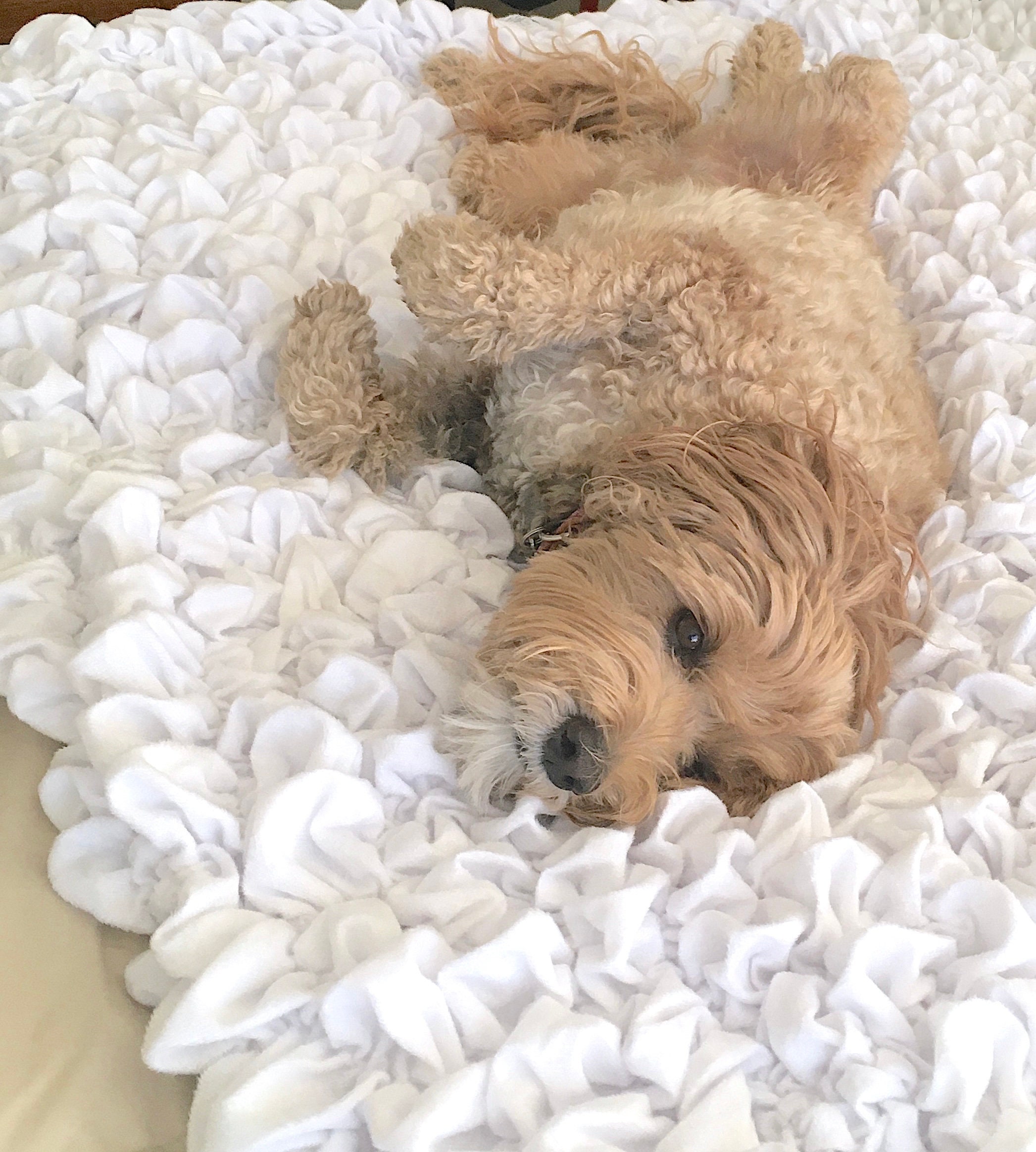 Albrea Fluffy Calming Warm Soft Cat Blanket. 2 Sizes Etsy UK