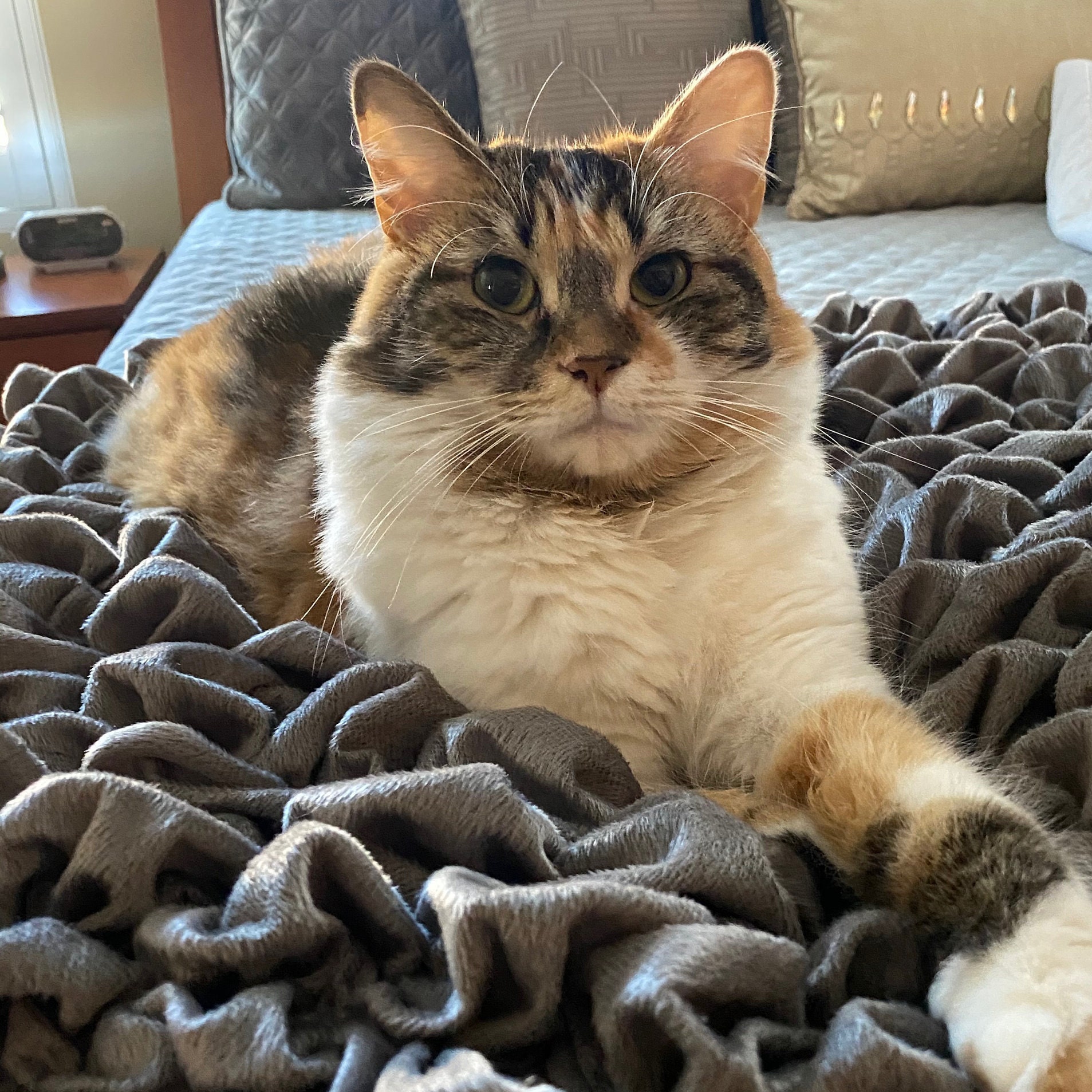 Albrea Fluffy Calming Warm Soft Cat Blanket. 2 Sizes Etsy