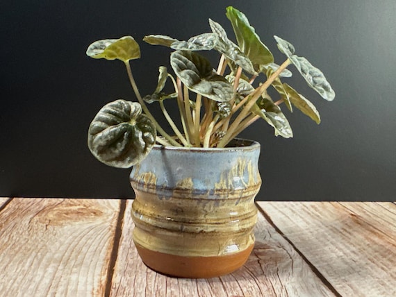 Daphny Planter