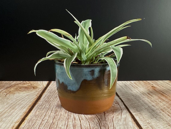 Anise Planter