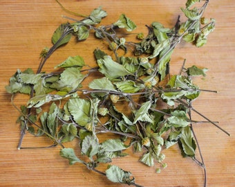 Dried Mayan Mint - Certified Organic, Mayan Mint, Herbal Tea, Dried Herbs, Loose Leaf, Herbalism, Lippia dulcis, Specialty, Sweet, Baking