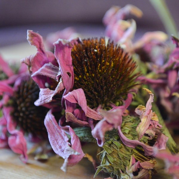 Dried Echinacea Flowers - Certified Organic, Purple Coneflower, Medicinal, Edible Flowers, Herbalism, Tea, Whole, Echinacea purpurea