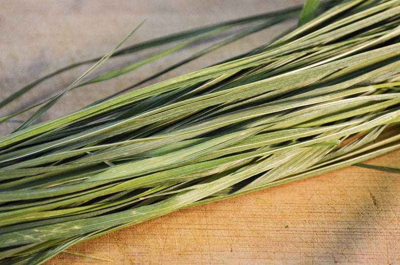 Dried Sweetgrass Certified Organic Hierochloe odorata Etsy