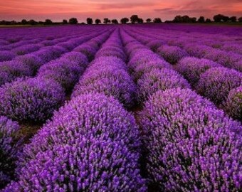 Lavender Seeds Etsy