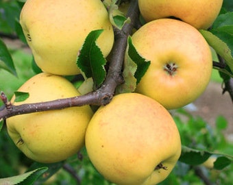 Buy Golden Apple Seeds Online In India Etsy India