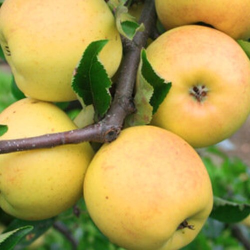 Apple Variety Mix 50 Seeds Most Delicious Apple Trees All in Etsy