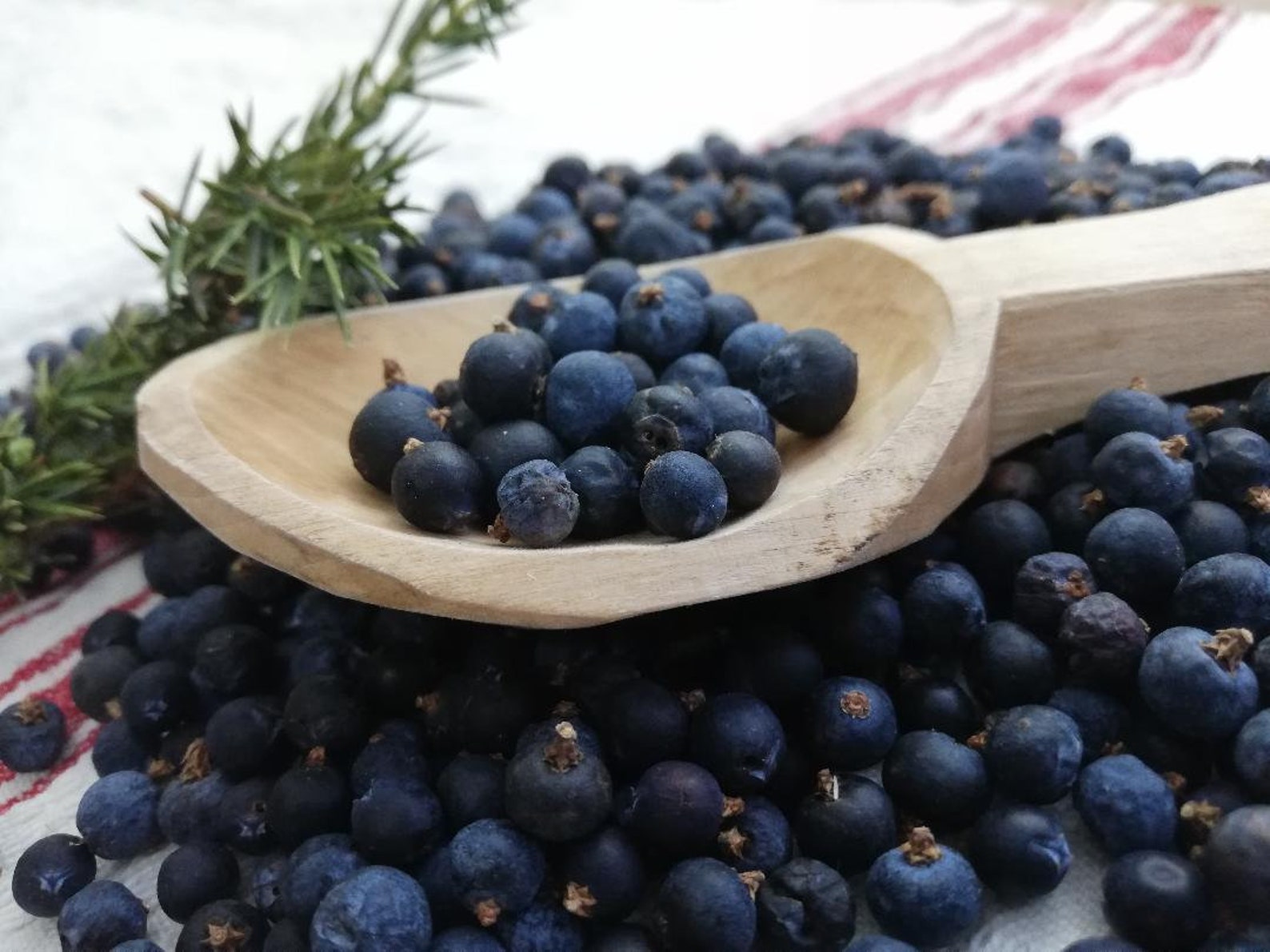 Dried Juniper Berriesdried Common Juniper Berries Etsy