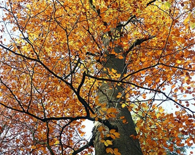 40 Beech Tree Seeds Etsy