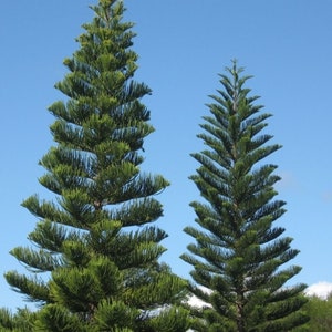 Norfolk Island Pine Etsy
