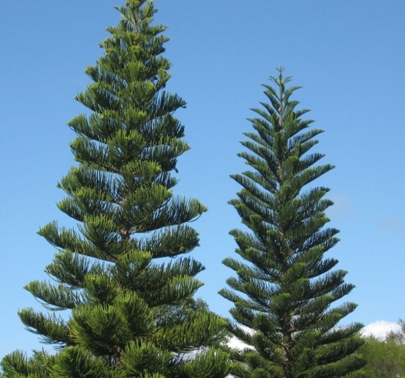 Norfolk Island Pine Seeds Etsy