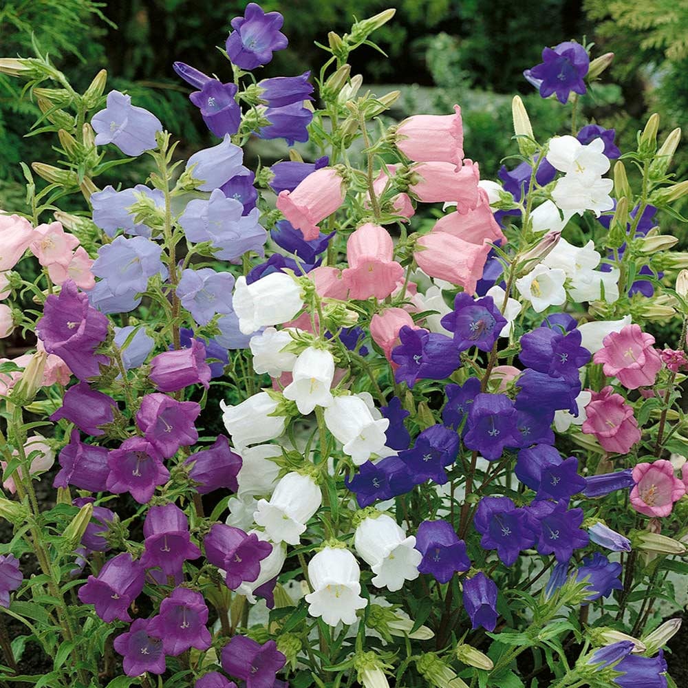 Flower Canterbury Bells Cottage Mixed Johnsons 600 Seeds 