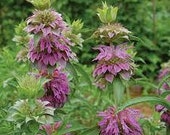 Lemon beebalm Seeds-Monarda citriodora