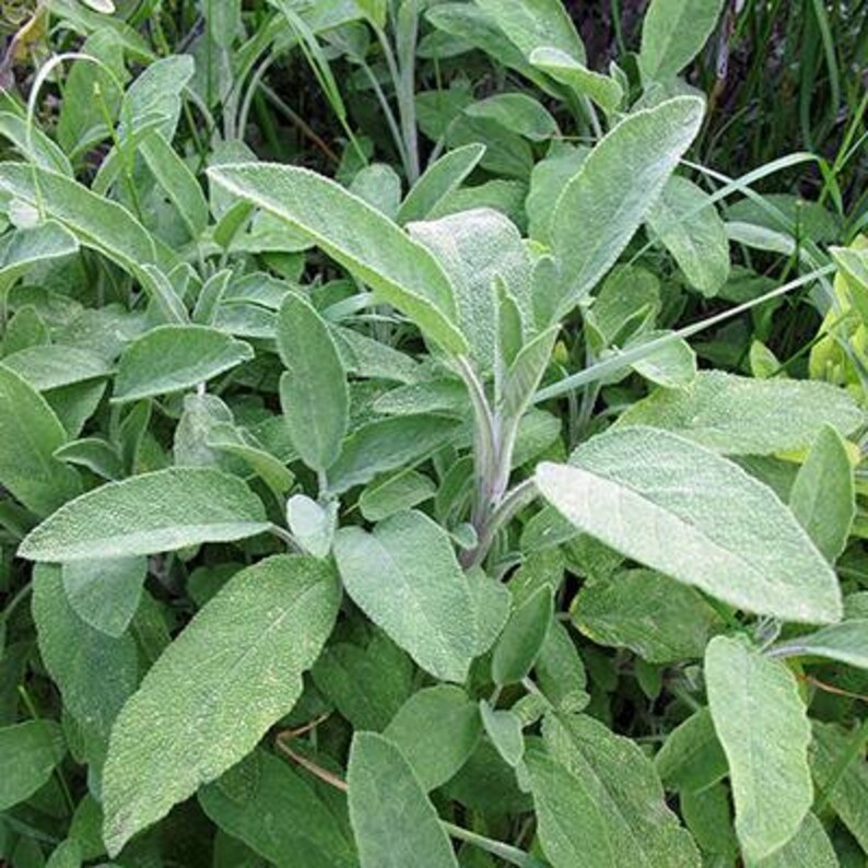 100 White Sage Seeds Etsy