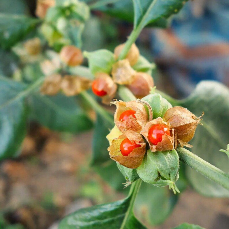 May include: Close-up of a plant with small, orange-red berries encased in brown, papery husks. The berries are clustered together on a green stem.