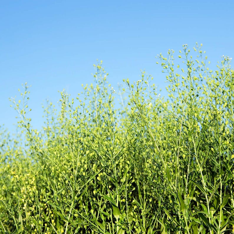 Peut inclure: Champ de plantes vertes avec de petites gousses de graines, sur fond de ciel bleu clair. Les plantes sont en pleine floraison, cr&eacute;ant une sc&egrave;ne naturelle luxuriante. L'image capture la beaut&eacute; de la nature.