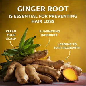 May include: Ginger root, a natural remedy for hair loss, is shown in a close-up image. The ginger root is brown and has a rough texture. The text "GINGER ROOT IS ESSENTIAL FOR PREVENTING HAIR LOSS" is displayed above the ginger root. The text "CLEAN YOUR SCALP" is displayed on the left side of the image, and the text "ELIMINATING DANDRUFF" is displayed on the right side of the image. The text "LEADING TO HAIR REGROWTH" is displayed below the text "ELIMINATING DANDRUFF".