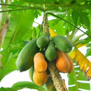 Pu&ograve; includere: Un albero di papaia con frutti di papaia verdi e arancioni che crescono su di esso. I frutti di papaia pendono dai rami dell'albero.