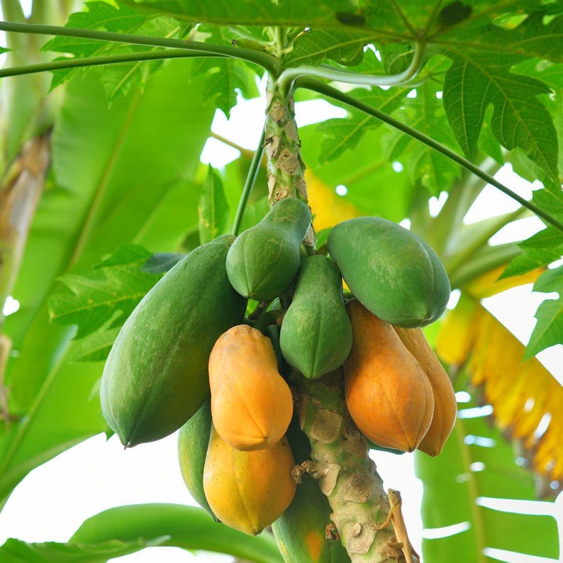 Pu&ograve; includere: Un albero di papaia con frutti di papaia verdi e arancioni che crescono su di esso. I frutti di papaia pendono dai rami dell'albero.
