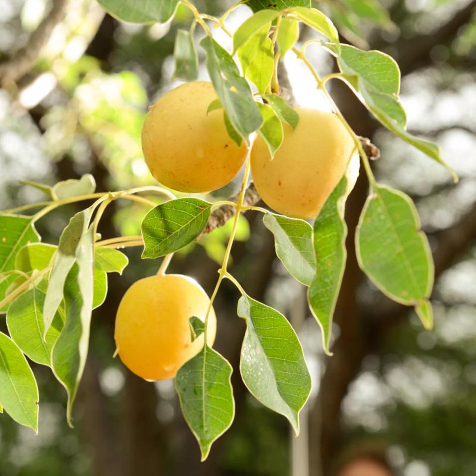 Pure Marula Wild-harvested Oil – 100% Cold Pressed Botanical Plant Oil ...