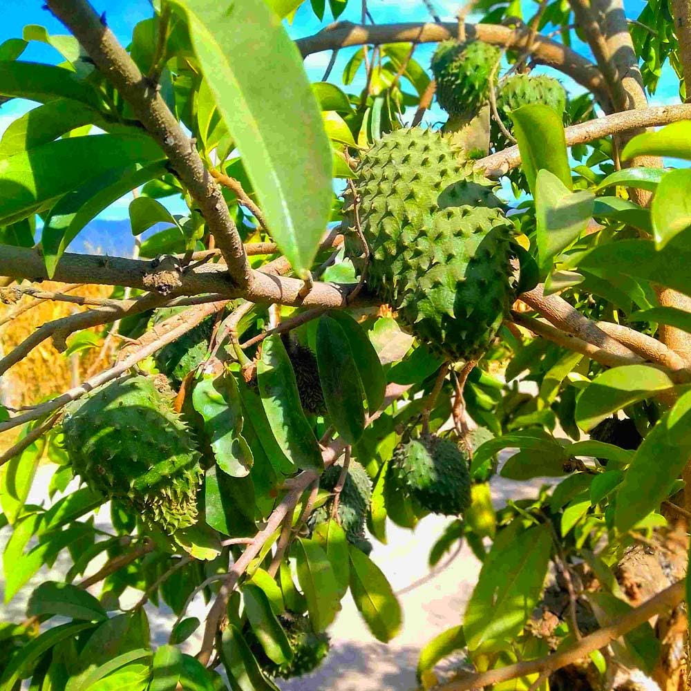 thumbnail interactive-video image 1 of Maani Essence Virgin Soursop Graviola Oil – Organic, Unrefined, 60ml Glass Dropper For Skin & Hair 1 of 3