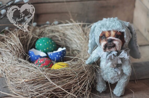 teddy the bulldog