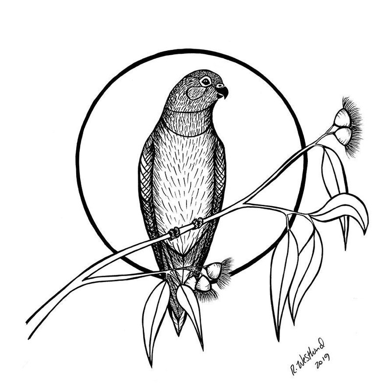 Fine Art Print Varied Lorikeet