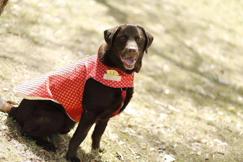 Dog Sherwani Indian Clothes for Dogs Ethnic Wear Petwear - Etsy Australia